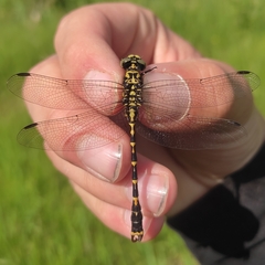 Onychogomphus forcipatus