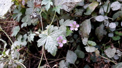 Geranium nepalense