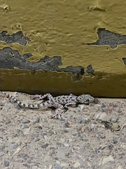 Cyrtopodion scabrum