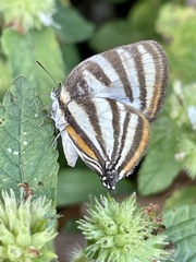 Arawacus aetolus
