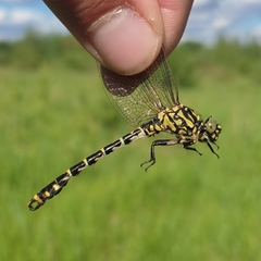 Onychogomphus forcipatus