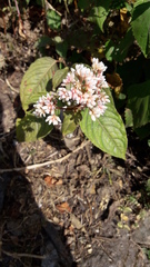 Persicaria chinensis