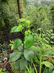 Mussaenda shikokiana