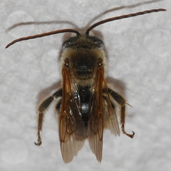 Melissodes comptoides