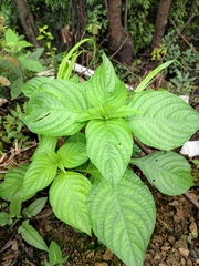 Mussaenda shikokiana