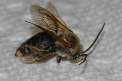 Melissodes comptoides