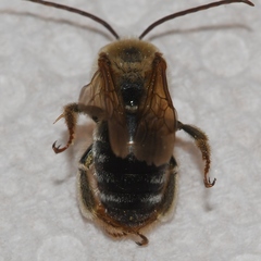 Melissodes comptoides