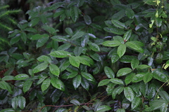 Itea chinensis