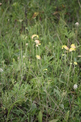 Anthyllis vulneraria polyphylla
