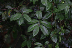 Itea chinensis