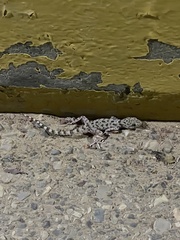 Cyrtopodion scabrum