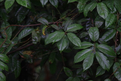 Itea chinensis