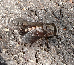 Tabanus superjumentarius