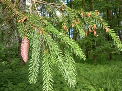 Picea abies