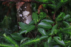 Dendropanax dentiger