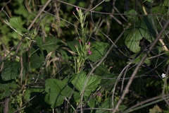 Epilobium ciliatum watsonii