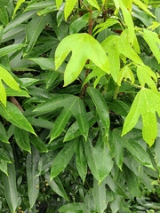 Dendropanax dentiger