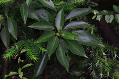 Dendropanax dentiger