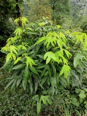 Dendropanax dentiger