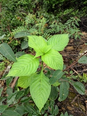 Mussaenda shikokiana