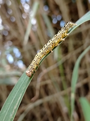 Eulepidotinae