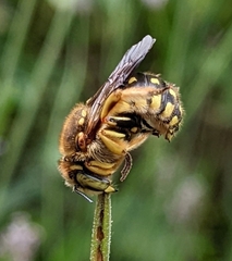 Anthidium loti