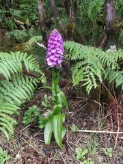 Dactylorhiza foliosa image