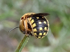 Anthidium loti