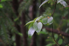 Actinidia latifolia