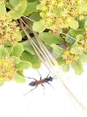 Chalybion femoratum