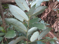 Monanthotaxis caffra