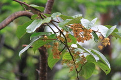 Actinidia latifolia