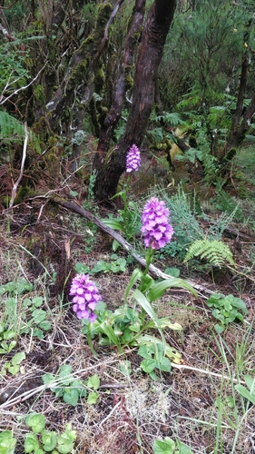 Image of Dactylorhiza foliosa by (c) Vítor Jorge, some rights reserved (CC BY)