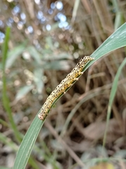 Eulepidotinae
