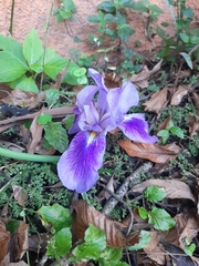 Iris