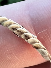 Paspalum plicatulum