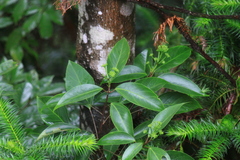 Dendropanax dentiger