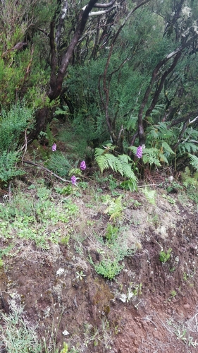 Image of Dactylorhiza foliosa by (c) Vítor Jorge, some rights reserved (CC BY)