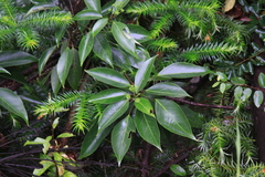 Dendropanax dentiger