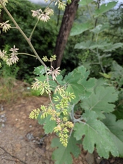 Macleaya cordata