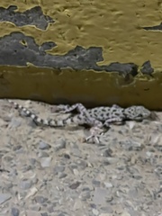Cyrtopodion scabrum