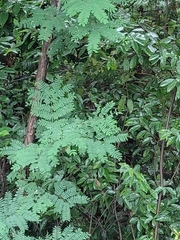 Albizia kalkora