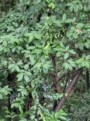 Itea chinensis