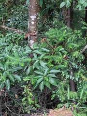 Dendropanax dentiger