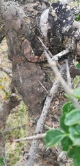Acanthocercus atricollis