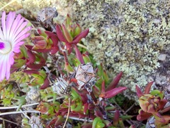 Lampranthus aduncus