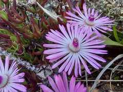 Lampranthus aduncus