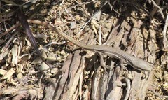 Takydromus kuehnei