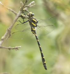 Cordulegaster boltonii