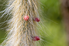 Cleistocactus hyalacanthus